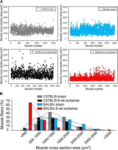 Frontiers Different Responses Of Skeletal Muscles To Femoral Artery