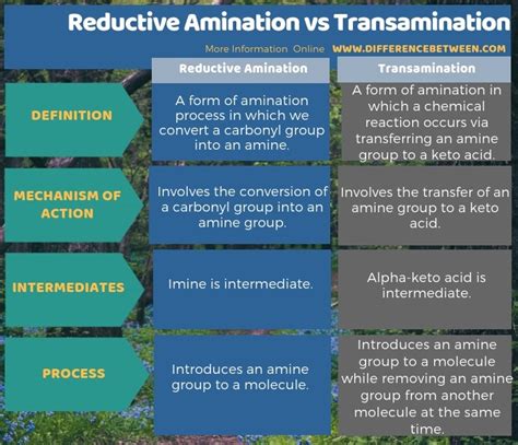 Difference Between Reductive Amination And Transamination Compare The