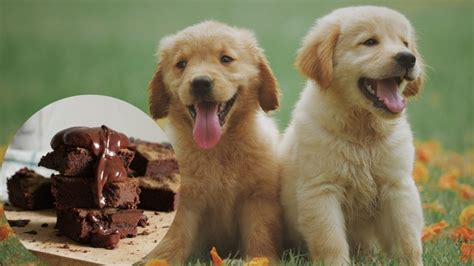 Por Qu Los Perros No Deben Comer Chocolate Quinto Poder