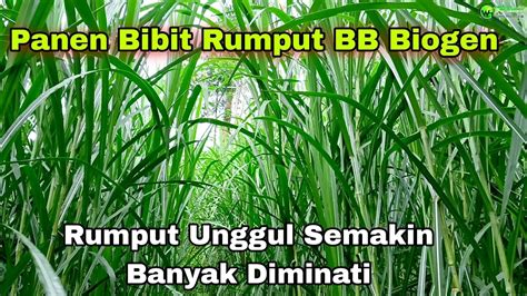 Rumput Biovitass Dan Biograss Juaranya Rumput Saat Ini Semakin Banyak Diminati Youtube