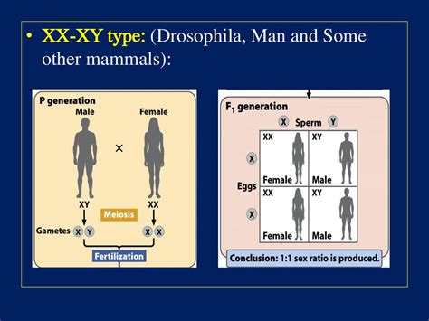 Sex Determination లింగ నిర్దారణ Ppt Download