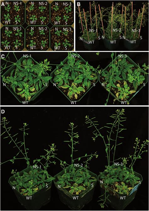 Phenotypes Of Control And Atnhx1sos1 Overexpressing Plants With Or