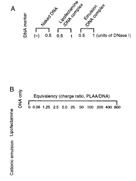 A Zeta Potential And B Particle Size Of The Emulsiondna Fig 2