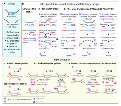 Oligopaint Probe Design Labeling And Detection Schemes A Basic