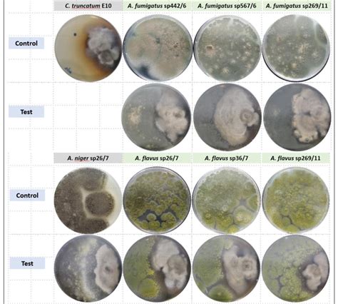 Dual Culture Plate Assay Between Each Aspergillus Isolates Left And