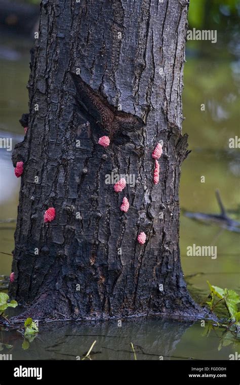 Channeled Applesnail (Pomacea canaliculata) introduced invasive species ...