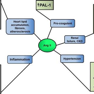 Effects of angiotensin II on various organs and systems. Angiotensin II ...