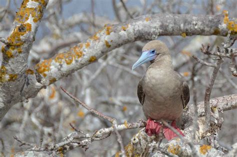 Cosa Vedere Alle Isole Galapagos Tutto Quello Che Devi Sapere