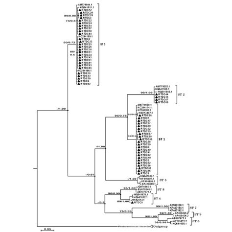 Phylogenetic Tree For Blastocystis Based On SSU RRNA Gene Sequences