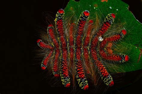 Some type of Peruvian HAG MOTH CATERPILLAR -... | animals, animals, animals