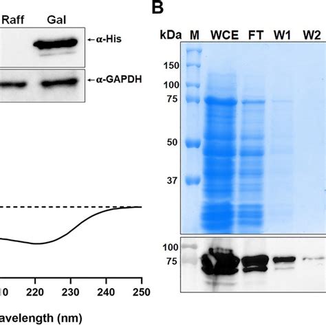 Expression Analysis Of Gfp Tagged Pex And Its Effect On The Growth Of