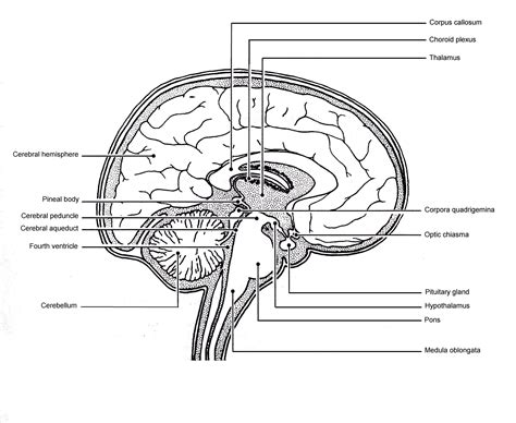 Sagittal Brain Diagram Labeled