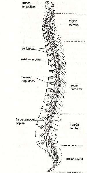 La Columna Vertebral Sketch Coloring Page