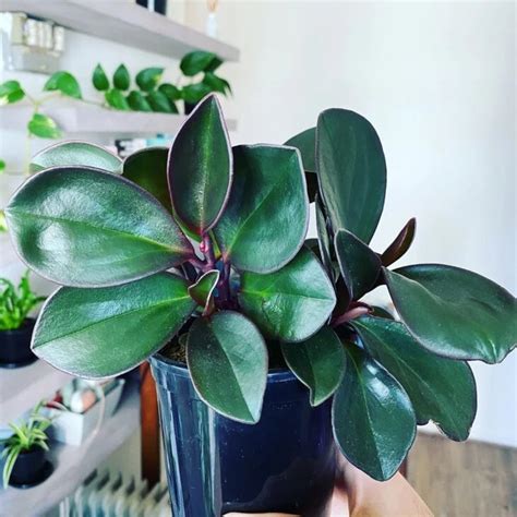 Peperomia cómo cuidar y embellecer tu hogar con hermosas plantas