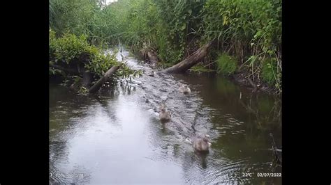 Poluj Ca Wydra I Kilka Pi Knych Dzikich Uj Dzika Gostomia Cz