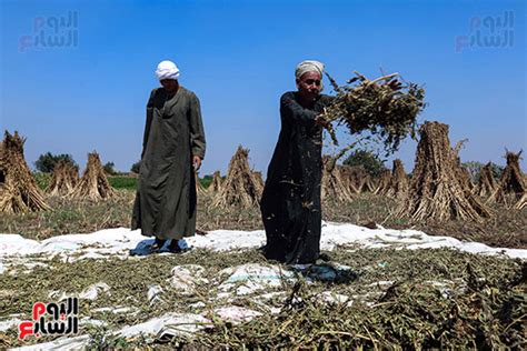 موسم الخير الفلاحون يحصدون السمسم ألبوم صور اليوم السابع