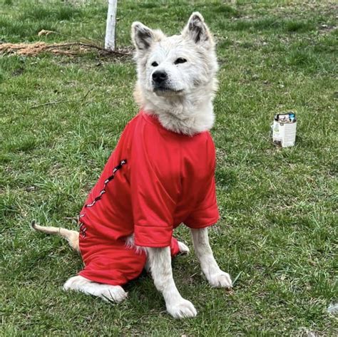 La Storia Di Reeny L Akita Che Aspettava La Sua Umana Uccisa In