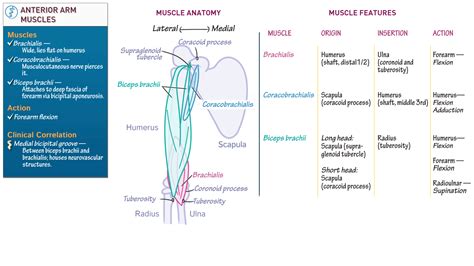 Gross Anatomy Anterior Arm Muscles Details Ditki Medical