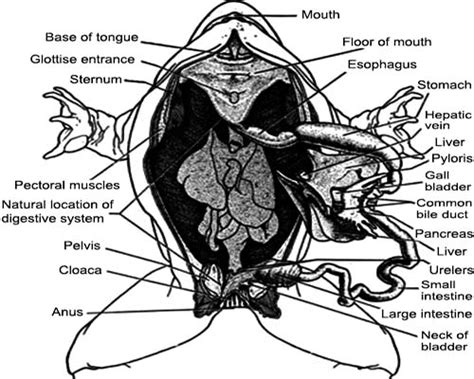 Nutrition And Digestion System Of Toad Qs Study