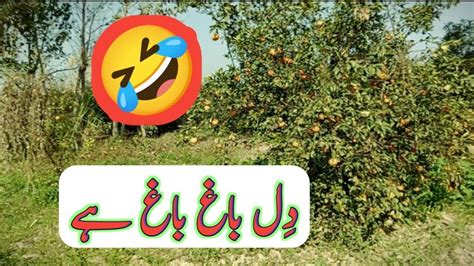 Malta Bagh In Sargodha Punjab Orange Farm In Pakistan Kinnow Garden