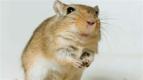 What Happens If A Gerbil Bites You? – All Small Pets