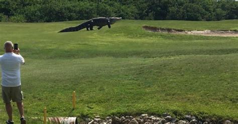 Watch: Massive alligator strolls through golf course - CBS News