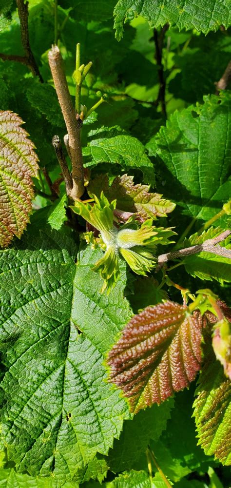 Beaked hazelnut – AWES | Agroforestry and Woodlot Extension Society of ...