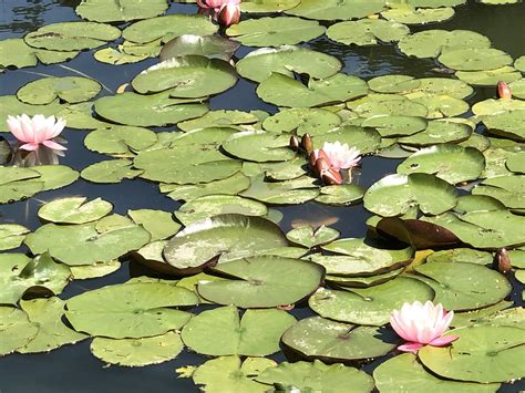 Seerose Wasser Lotus Kostenloses Foto Auf Pixabay Pixabay