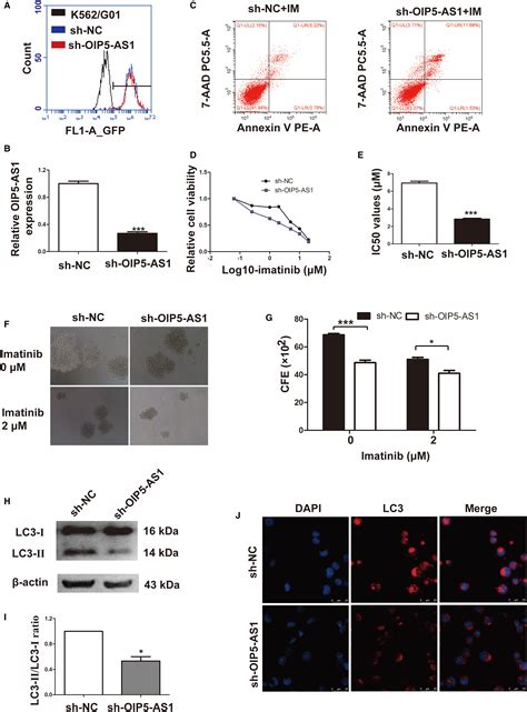 Lncrna Oip5 As1 Promotes The Autophagy Related Imatinib Resistance In