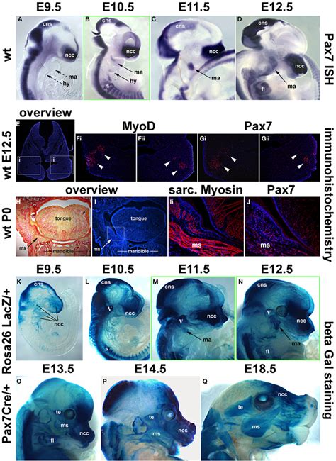 Time Course Of Pax7 Expression In The Mouse Ad Pax7 Mrna Expression