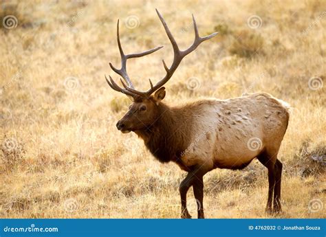 Elk Walking In The Wild Stock Photography Image 4762032