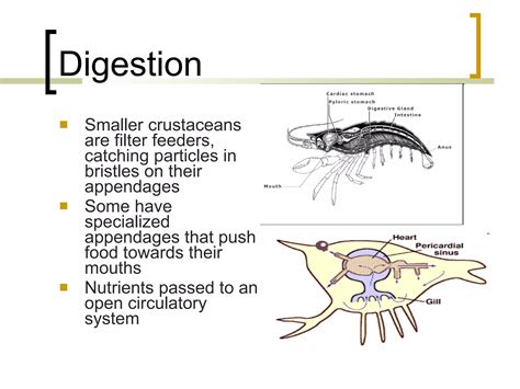 13 Phylum Arthropoda Notes Ppt