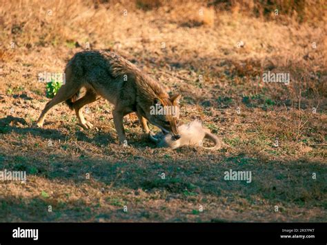 Golden jackal, golden jackals, jackal, jackals, dog-like, predators ...