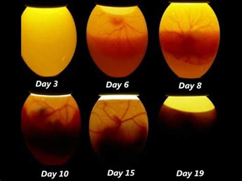 Incubating Chicken Eggs Youtube