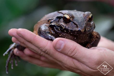 Les Animaux Du Costa Rica Oiseaux Mammif Res Grenouilles