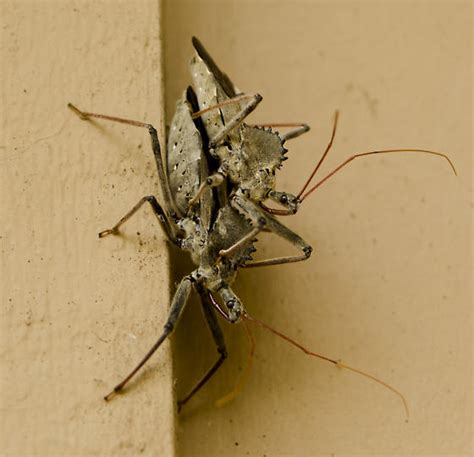 Mating Wheel Bugs Arilus Cristatus Bugguidenet