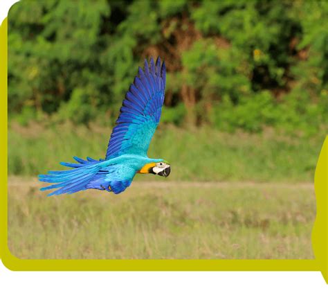 Instituto Tecnológico Vale Projeto Genômica Da Biodiversidade