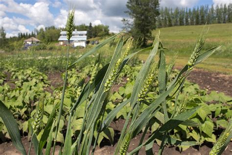 Wheat (Species) - Dwarf Indian – Prairie Garden Seeds