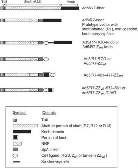 Schematic Representation Of The Recombinant Fiber Constructs The