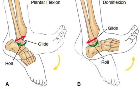 Posterior Ankle Impingement — Dynamic Physio Therapy Naples Fl