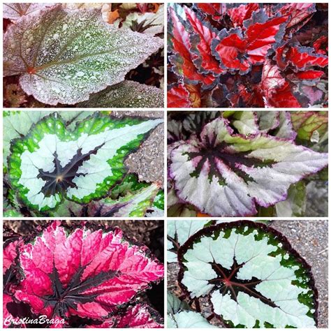 Details 100 Picture Tipos De Begonia Rex Abzlocal Mx