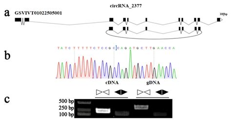 Genes Free Full Text Integrative Investigation Of Root Related