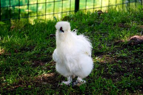 10 Free 닭 실키 Silkie Silkie Images Pixabay