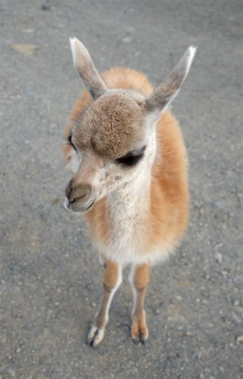 Baby guanaco stock photo. Image of baby, animal, head - 10295400