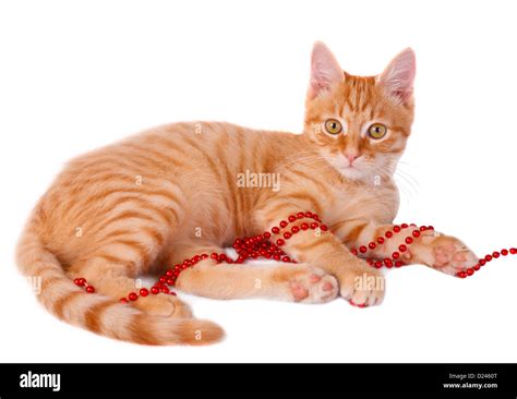 Gato de color rojo Imágenes recortadas de stock Alamy