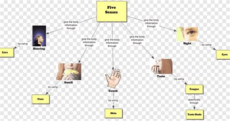 The Five Senses Concept Map Olfaction Perception Five Senses Angle