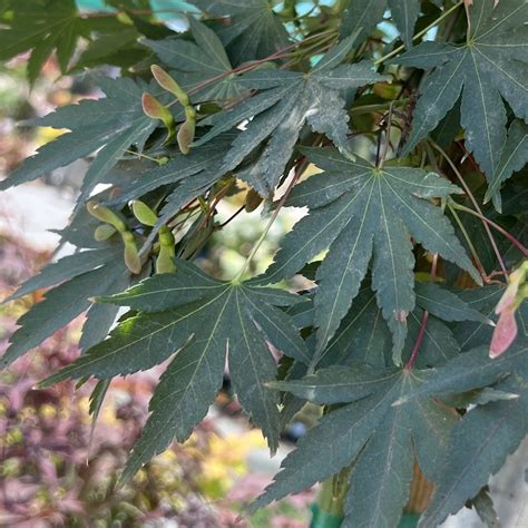 Acer palmatum - Evergreen Nursery