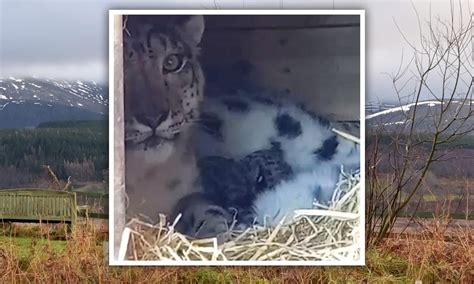 Two adorable snow leopard cubs born at Highland Wildlife Park