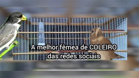 O melhor PIADO de fêmea de COLEIRO pra foguear macho A melhor das