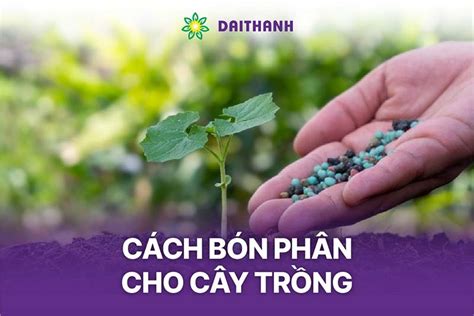 5 Cách bón phân cho cây trồng phát triển nhanh năng suất cao